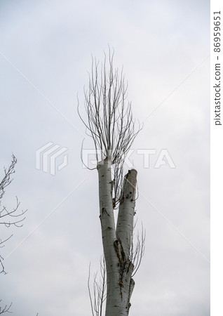 A poplar tree with its top cut off against an overcast sky. Thin branches grow from the thick trunk of the tree. Cropping of trees. A poplar tree with its top cut off against an overcast sky. Thin branches grow from the thick trunk of the tree. Cropping of trees. 86959651