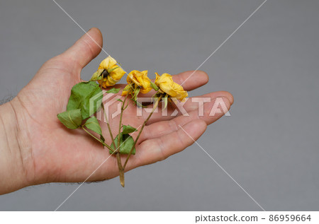 Three small yellow roses in a man's hand. 86959664