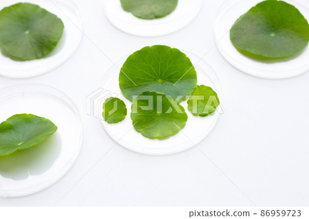 Fresh green centella asiatica leaves in petri dishes on white background. Fresh green centella asiatica leaves in petri dishes on white background. 86959723