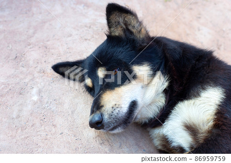 Black dog sleepy on floor Black dog sleepy on floor 86959759