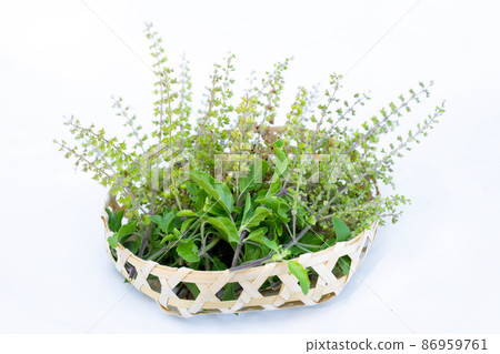 Holy basil flowers with seeds on white background. 86959761
