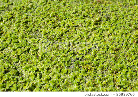 Green mosquito fern or water fern Green mosquito fern or water fern 86959766