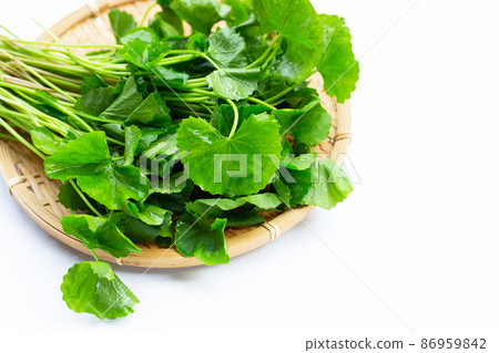Fresh leaves of gotu kola 86959842