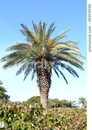 科科斯的手掌 86959899