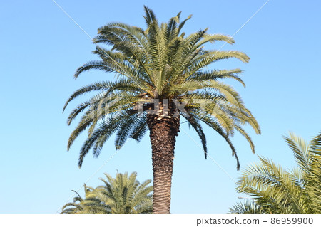 科科斯的手掌 86959900