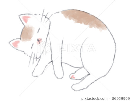 A brown cat on a white background lying comfortably sleeping A brown cat on a white background lying comfortably sleeping 86959909