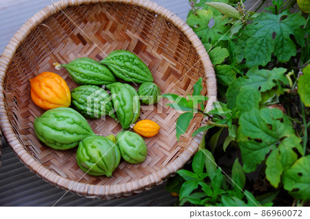 Basket of bitter melon harvest from garden on rooftop 86960072