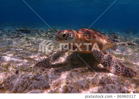 波照間島西濱海龜 波照間島西濱海龜 86960317