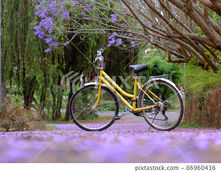 violet phoenix with flower fall on way, yellow bicycle  under flamboyant tree 86960416