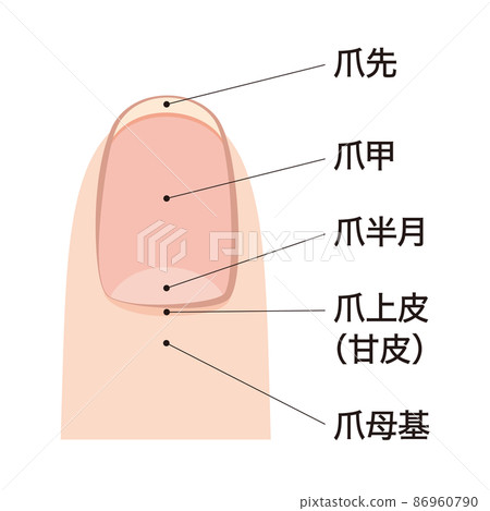 指甲各部分名稱 86960790