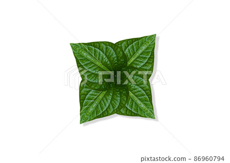 Fresh green Piper sarmentosum leaves bouquet greenery a raw material for cooking food diet and use for herbal, top-view and isolated on white background 86960794