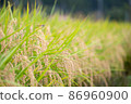 水稻種植風光 水稻與蜻蜓 86960900