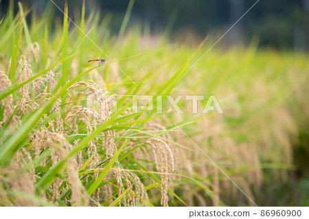 水稻種植風光 水稻與蜻蜓 水稻種植風光 水稻與蜻蜓 86960900