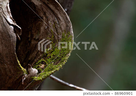 苔蘚生長在森林裡的樹上 苔蘚生長在森林裡的樹上 86960901