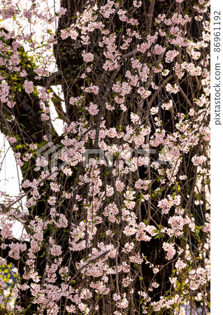 [福島縣]福田寺的二本松市糸倉，300歲，4月 86961192