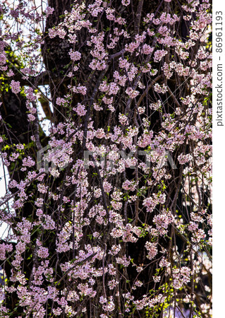 [福島縣]福田寺的二本松市糸倉，300歲，4月 86961193