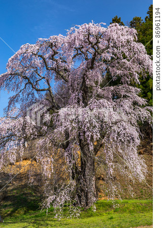 [福島縣]福田寺的二本松市糸倉，300歲，4月 86961194