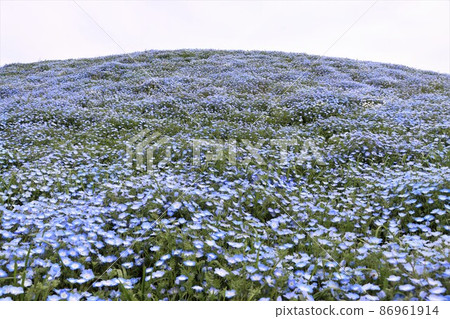 A carpet of flowers that seems to extend to the ends of the earth A carpet of flowers that seems to extend to the ends of the earth 86961914
