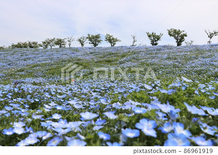 Nemophila, which is very popular as an Instagram-worthy flower Nemophila, which is very popular as an Instagram-worthy flower 86961919