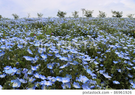 The shape of the cute flower and the color of the neat flower are perfect. The shape of the cute flower and the color of the neat flower are perfect. 86961926