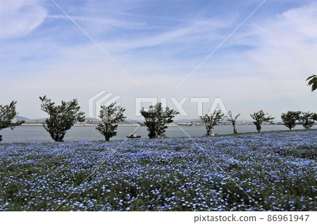 Maishima with blue sky and blue nemophila fields Maishima with blue sky and blue nemophila fields 86961947