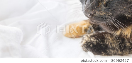Close-up of the nose and paws of a black and red cat on a white sheet Close-up of the nose and paws of a black and red cat on a white sheet 86962437