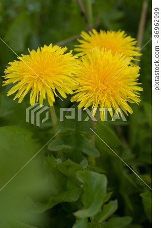 Canned dandelion Canned dandelion 86962999