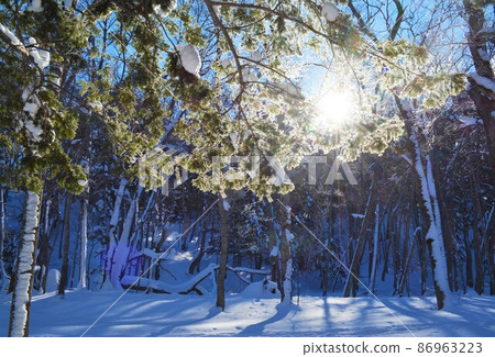 阿寒湖的森林 86963223