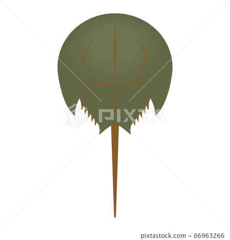 Horseshoe crab illustration 86963266