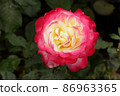 Pink and yellow rose flower 86963365