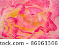 Blur red and yellow rose flower 86963366