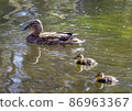 Duck with her two small duckling 86963367
