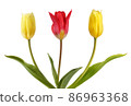 Two yellow tulips and one red tulips 86963368