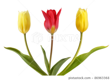 Two yellow tulips and one red tulips Two yellow tulips and one red tulips 86963368