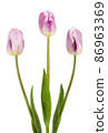 Three beautiful lilac tulips 86963369