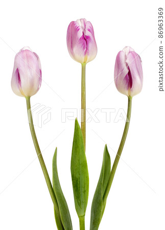 Three beautiful lilac tulips 86963369