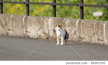 Mike cat Mike cat 86963395