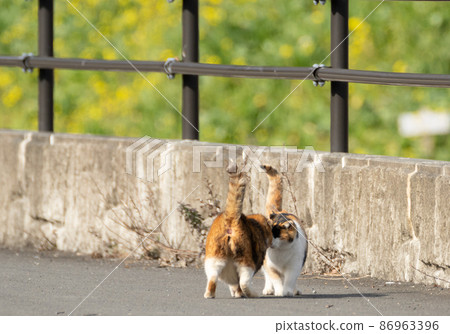 貓皮 貓皮 86963396