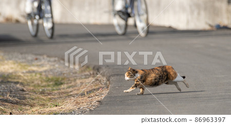 Running cat, calico cat 86963397