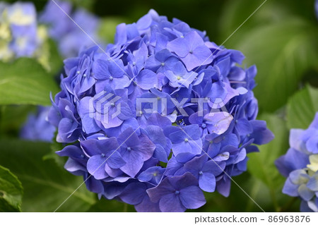 繡球 86963876