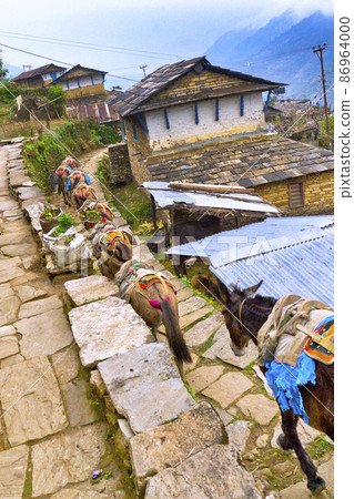 Carrying Mules Caravan, Annapurna Conservation Area, Himalaya, Nepal 86964000