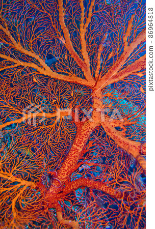 Sea Fan, Bunaken National Marine Park, Indonesia Sea Fan, Bunaken National Marine Park, Indonesia 86964818