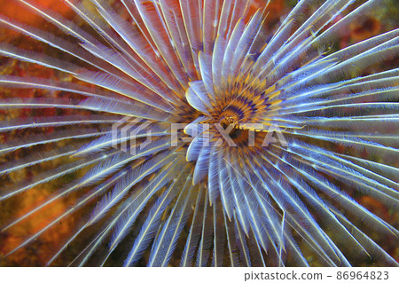 Tubeworm, Cabo Cope Puntas del Calnegre Regional Park, Spain Tubeworm, Cabo Cope Puntas del Calnegre Regional Park, Spain 86964823