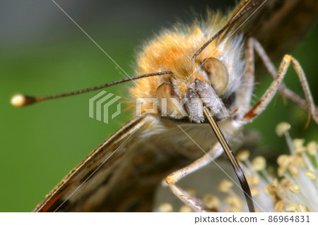 Butterfly, Sierra de Guadarrama National Park, Spain 86964831