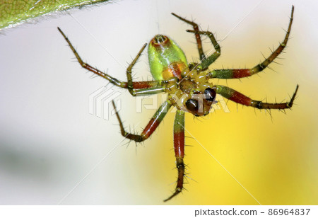 Hunting Spider, Sierra de Guadarrama National Park, Spain Hunting Spider, Sierra de Guadarrama National Park, Spain 86964837