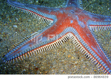 Sea Star, Cabo Cope Puntas del Calnegre Regional Park, Spain Sea Star, Cabo Cope Puntas del Calnegre Regional Park, Spain 86964839