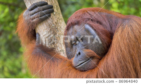 Orangutan, Tanjung Puting National Park, Borneo Orangutan, Tanjung Puting National Park, Borneo 86964840