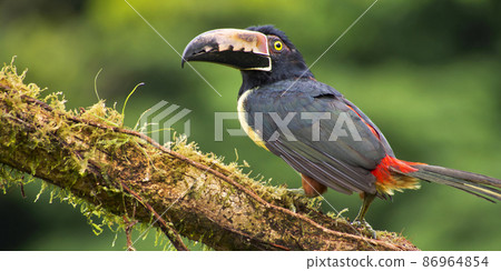 Collared Aracari, Toucan, Tropical Rainforest, Costa Rica 86964854