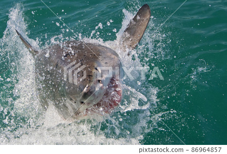 Great White Shark, Gansbaai, South Africa 86964857
