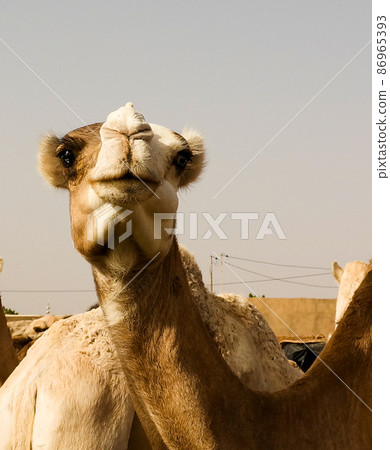 Camels at the Local cattle market in Agades, Air, Niger Camels at the Local cattle market in Agades, Air, Niger 86965393